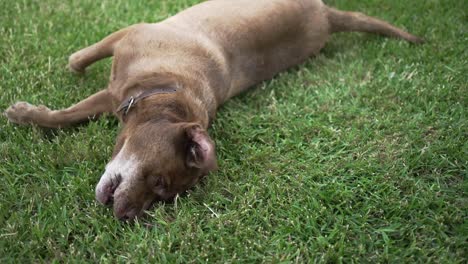 Old-Dog-lounging-on-fresh-green-grass,-up-close