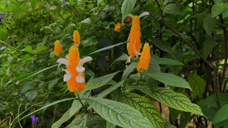 wonderful-orange-flowers-can-be-seen