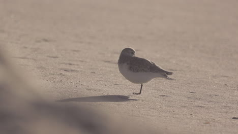 Injured-sanderling-on-the-beach-with-ocean-on-the-edge,-high-speed-slow-motion