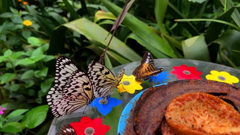 Mehrere-Schmetterlinge-Mit-Einem-Besonderen-Muster-Sitzen-Auf-Einem-Tisch