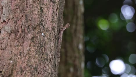 Moving-its-head-while-on-the-bark-of-the-tree-as-seen-from-a-wide-angle-as-the-tree-behind-moves-along-with-the-wind-in-the-forest,-Spotted-Flying-Dragon-Draco-maculatus,-Thailand