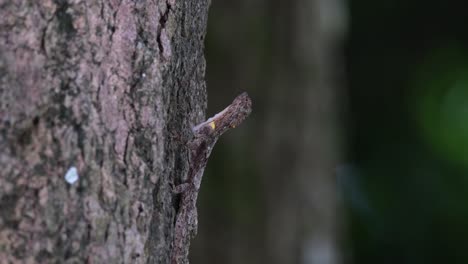 Seen-on-the-bark-of-a-tree-as-an-insect-moves-on-its-body-bothering-it-making-the-Draco-move-back-and-annoyed,-Spotted-Flying-Dragon-Draco-maculatus,-Thailand