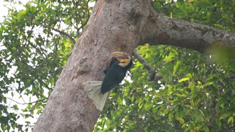 Seen-flying-towards-the-nest-and-feeding-the-individuals-inside-the-nest,-Wreathed-Hornbill-Rhyticeros-undulatus,-Male,-Thailand