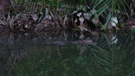 Seen-moving-to-the-right-near-the-bank-of-a-stream-while-looking-for-its-prey,-Asian-Water-Monitor-Varanus-salvator,-Thailand