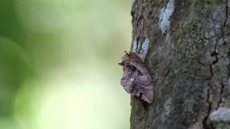 Moth-looking-like-a-part-of-the-bark-of-a-tree-as-seen-deep-in-the-forest-during-the-afternoon-in-Khao-Yai-National-Park,-Thailand