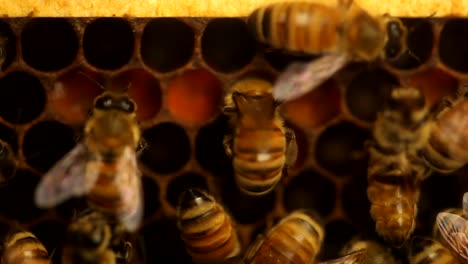 Bees-eating-pollen-inside-of-a-beehive