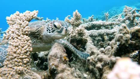 Eine-Wunderschöne-Meeresschildkröte,-Die-Sich-Am-Korallenriff-Ernährt---Unter-Wasser,-Nahaufnahme