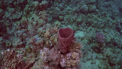 Esponja-De-Barril-Púrpura-Sobre-Arrecifes-De-Coral-En-El-Mar-Rojo