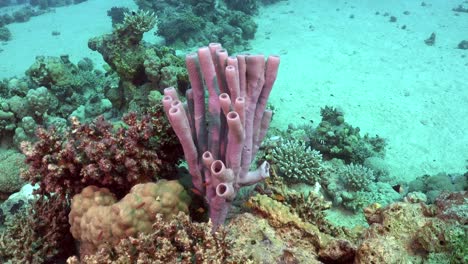 Rosafarbener-Röhrenschwamm-Am-Korallenriff-Im-Roten-Meer