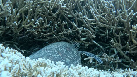 A-Beautiful-Green-Sea-Turtle-Sleeping-on-Staghorn-Coral---Underwater,-Closeup