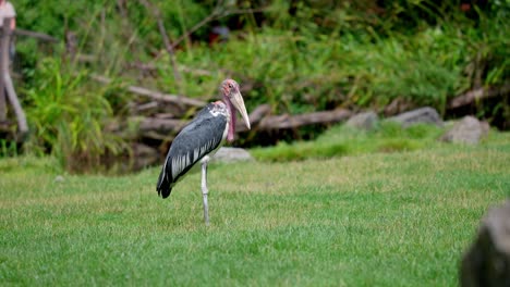 Ugly-Marabou-stork-opens-beak-and-croak-to-scare-predators-away,-wildlife