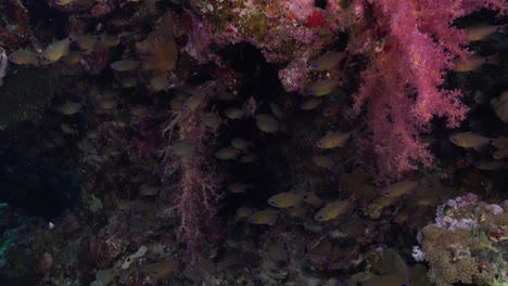 Kardinalfische-Und-Weichkorallen-Am-Riff-Im-Roten-Meer