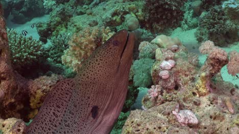 Giant-Moray-eel-profile-on-coral-reef-in-the-Red-Sea