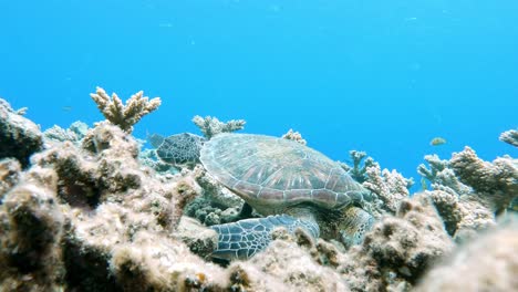 Eine-Wunderschöne-Grüne-Meeresschildkröte,-Die-Sich-Im-Kristallklaren-Ozean-Ernährt-–-Unter-Wasser,-Seitenansicht