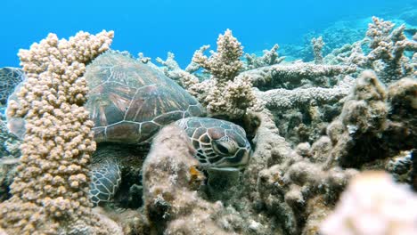 A-Juvenile-Sea-Turtle-feeding-in-Crystal-Clear-Ocean--Underwater,-Closeup