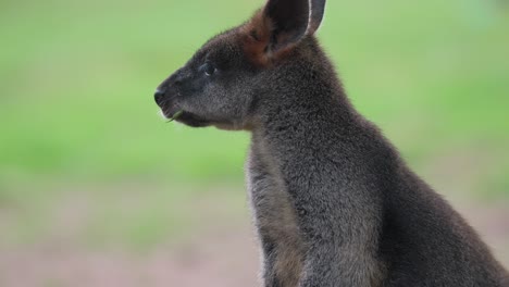 Extreme-Nahaufnahme-Braunes-Känguru,-Das-Im-Freien-Isst-Und-Kaut,-Tele