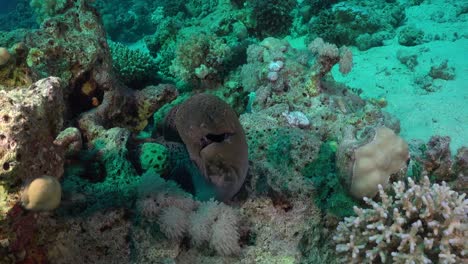 Giant-Moray-eel-on-coral-reef