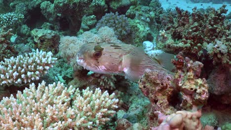 Stachelschweinfische-Aus-Nächster-Nähe-Am-Korallenriff-Im-Roten-Meer