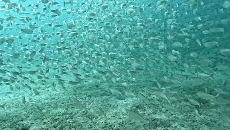 Ein-Großer-Fischschwarm-Bewegt-Sich-Elegant-Durch-Die-Tiefen-Des-Ozeans-–-Darunter-Sand