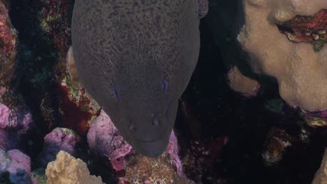 Giant-Moray-eel-showing-teeth-close-up