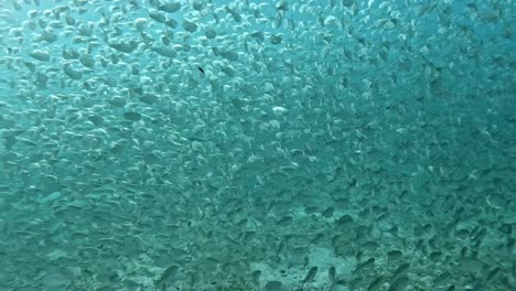 A-Large-Shoal-of-Bait-Fish-Elegantly-Moving-Through-the-Ocean's-Depths---Underwater-Shot