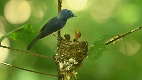 Female-Black-naped-Blue-Flycatcher-Hypothymis-azurea-is-waiting-for-its-mate-together-with-its-three-nestlings-in-Kaeng-Krachan-National,-Petchaburi,-Thailand