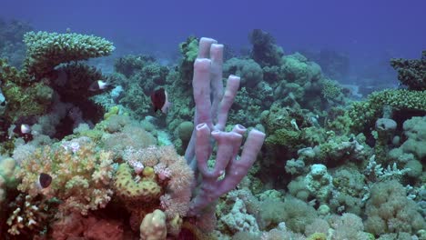 Grauer-Röhrenschwamm-Am-Korallenriff-Im-Roten-Meer