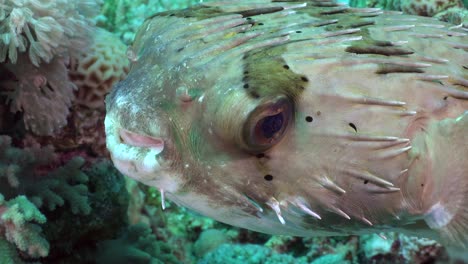 Porcupine-fish-super-close-up-on-coral-reef