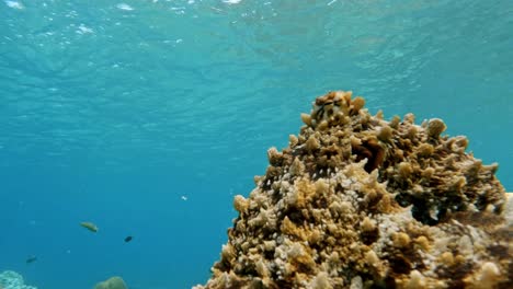 Octopus-camouflaged-underwater,-Coral-Reef-in-Tropical-Ocean---Underwater,-Closeup