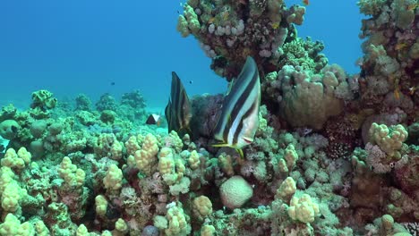 Zwei-Fledermausfische-Aus-Nächster-Nähe-Am-Korallenriff-In-Ägypten