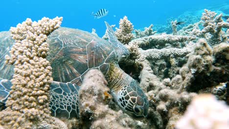 Eine-Wunderschöne-Grüne-Meeresschildkröte,-Die-Sich-Im-Kristallklaren-Ozean-Ernährt-–-Unter-Wasser,-Nahaufnahme