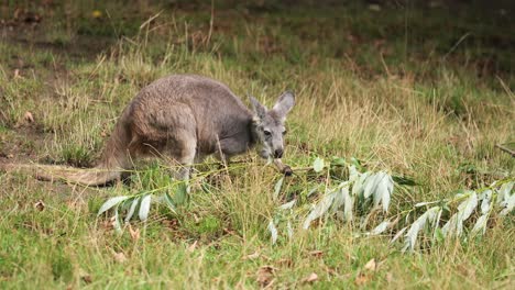 Macropodidae-kangaroo-eats-fresh-green-leaves-from-meadow-ground,-telephoto