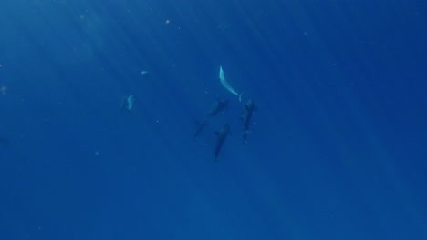 Eine-Gruppe-Wunderschöner-Spinnerdelfine,-Die-Im-Tiefblauen-Meer-Spielen-–-Unterwasseraufnahme