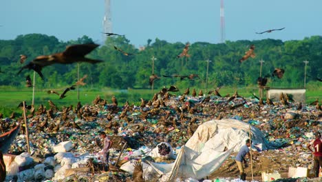 Black-Kites-Birds-Flying-Over-a-Landfill-Site-in-Bangladesh,-Static-View
