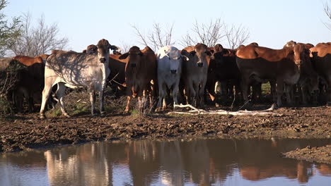 Cattle-near-watering-hole-at-sunset-in-the-Australian-outback