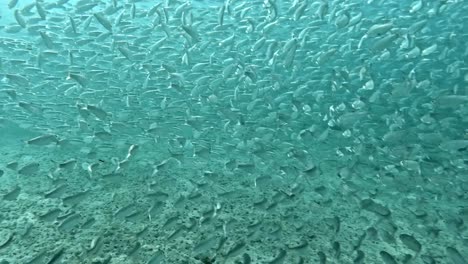 Ein-Großer-Schwarm-Köderfische-Schwimmt-Durch-Die-Tiefen-Des-Ozeans-–-Unterwasseraufnahme