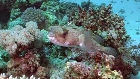 Stachelschweinfische-Am-Korallenriff