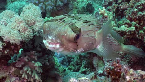Porcupine-fish-close-up-from-front-on-coral-reef-in-the-Red-Sea