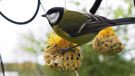 Great-Tit-fly-on-homemade-bird-seed-ball-near-TV-cables-and-peck-seeds
