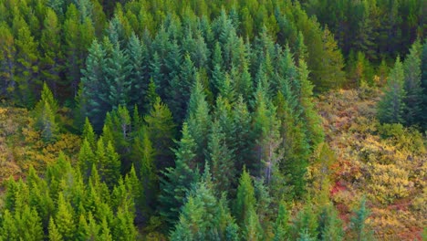 Aerial-view-of-towering-coniferous-tree-in-Icelandic-forest-landscape