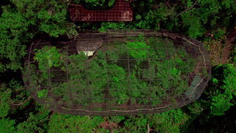 Top-view-of-greenhouse-filled-with-trees