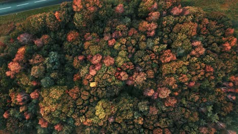 Farbenfroher-Herbstbaumhain-Entlang-Der-A11-An-Der-Croxton-Road-In-Der-Nähe-Von-Thetford,-Norfolk,-Großbritannien