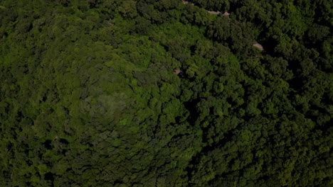 Drone-shot-flying-over-dense-forests-covering-a-mountain-while-panning-up,-in-Jujuy,-Argentina