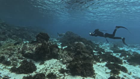 Abenteuerlicher-Tauchgang-Mit-Blick-Auf-Einen-Taucher-Mit-Tauchausrüstung-Und-Eine-Schildkröte,-Die-Während-Einer-Abenteuerlichen-Reise-Durch-Norfolk-Island,-Neuseeland,-über-Die-Atemberaubenden-Korallenriffe-Schwimmt