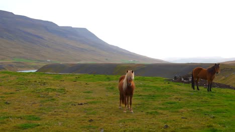 Wild-icelandic-horses-standing-in-mountain-field-near-a-river-in-Iceland