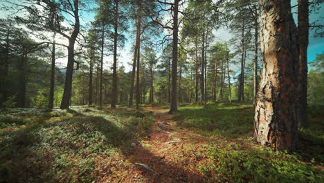 A-narrow-trail-leads-through-the-sunlit-pine-forest