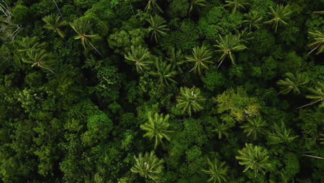 Idyllic-tropical-palm-tree-forest-on-coast-of-Koh-Lanta-Thailand-aerial-top-down