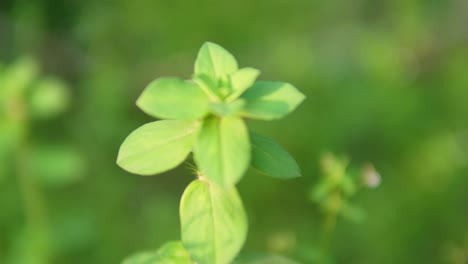 Detailed-shot-of-an-Indian-plant-in-sharp-focus-against-a-beautiful-bokeh-background-showcasing-the-plant's-intricate-beauty