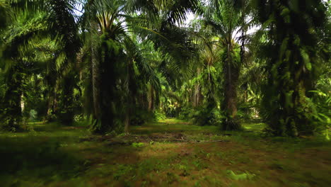 Tropical-palm-tree-plantation-producing-palm-oil,-Koh-Lanta,-Thailand