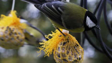Two-Great-Tit-close-up-on-eating-homemade-bird-seed-balls-near-TV-cable